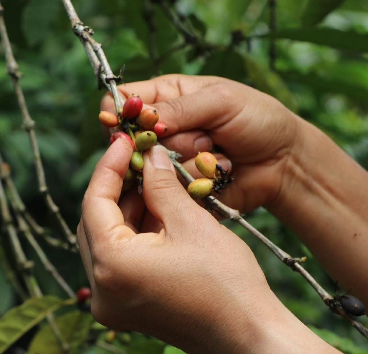 Manos seleccionando frutos de café directamente en la planta